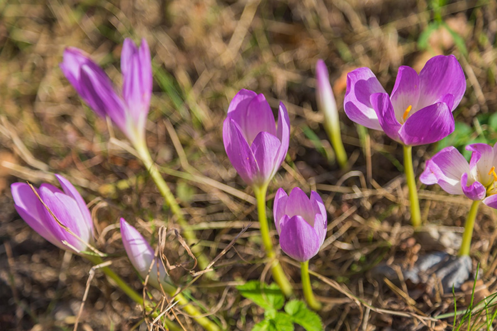 Chata Podlesí – ubytování